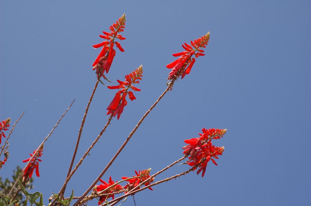 Fabaceae Erythrina 