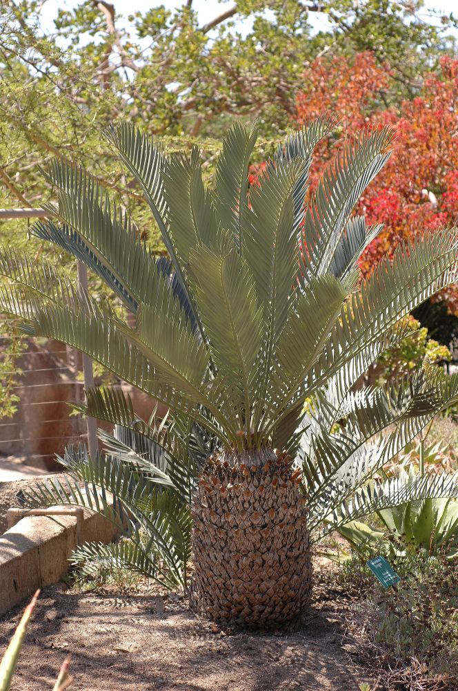 Zamiaceae Encephalartos princeps
