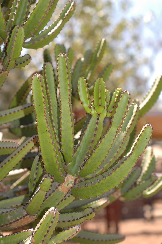 Euphorbiaceae Euphorbia 