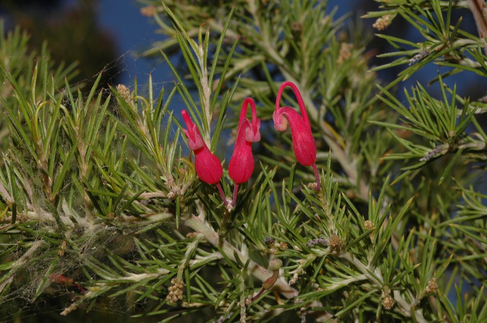 Proteaceae Grevillea 