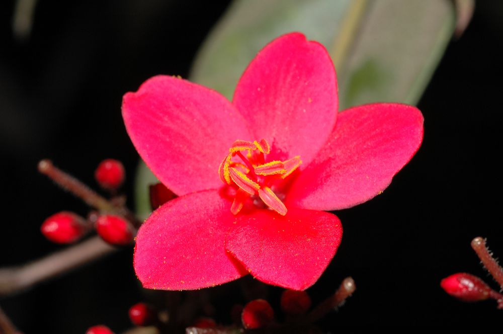 Euphorbiaceae Jatropha integerrima