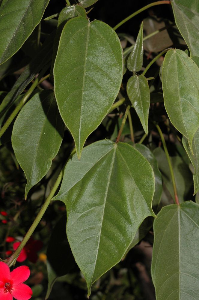 Euphorbiaceae Jatropha integerrima