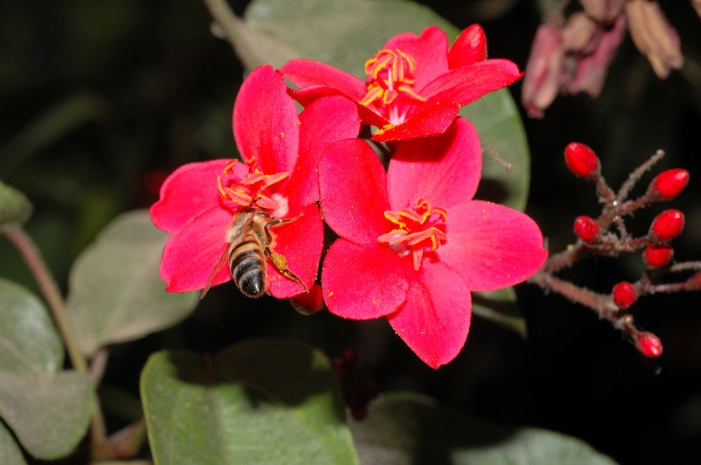 Euphorbiaceae Jatropha integerrima