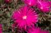 image of Lampranthus spectabilis