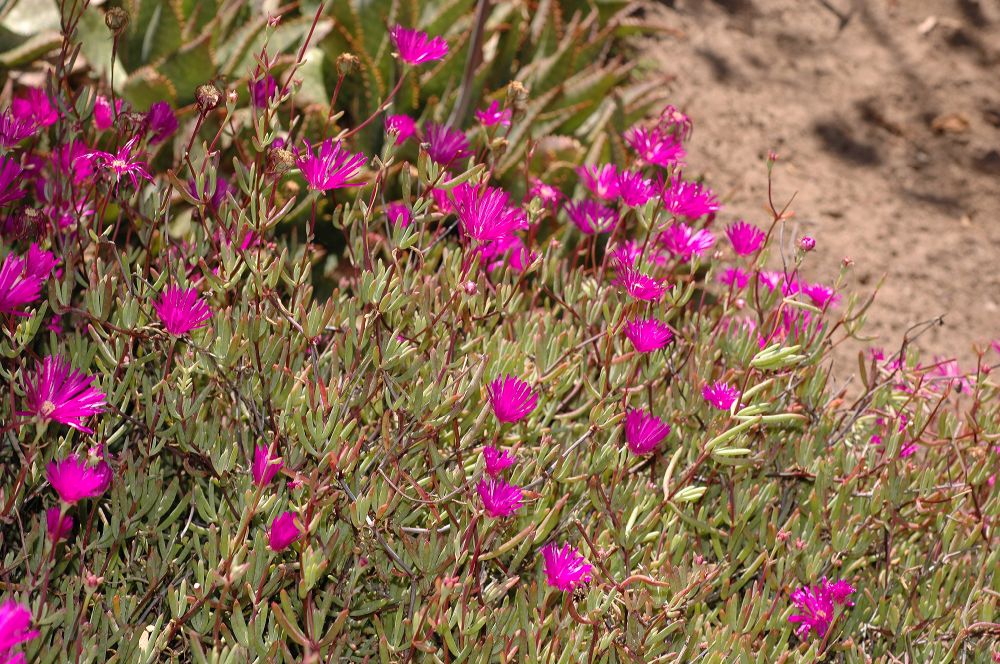 Aizoaceae Lampranthus spectabilis