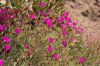 image of Lampranthus spectabilis