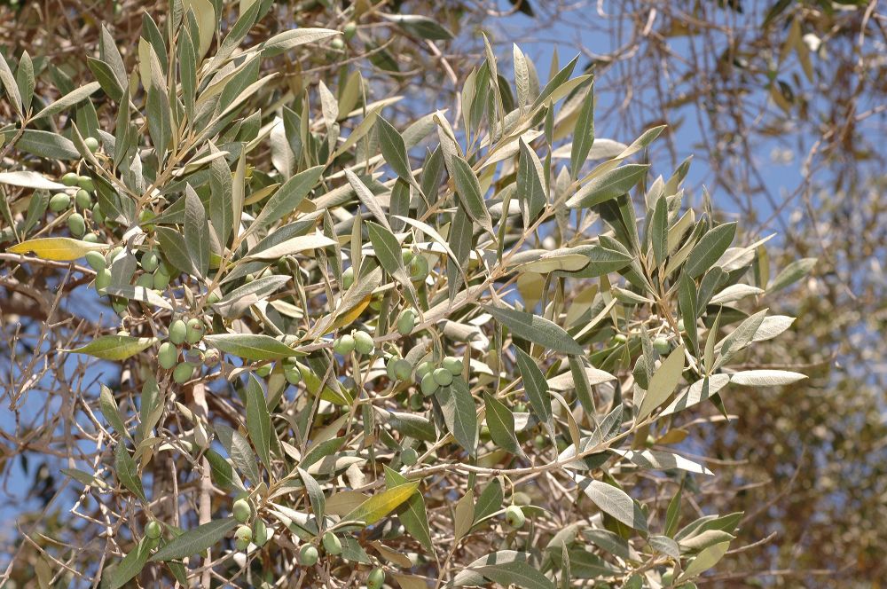 Oleaceae Olea europaea