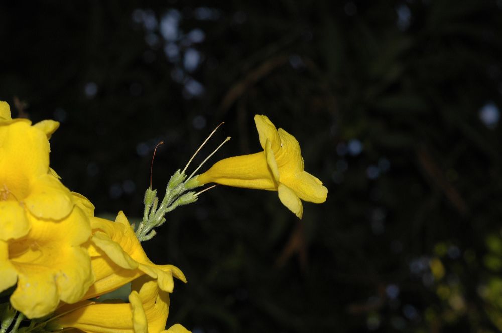 Bignoniaceae Tecoma stans