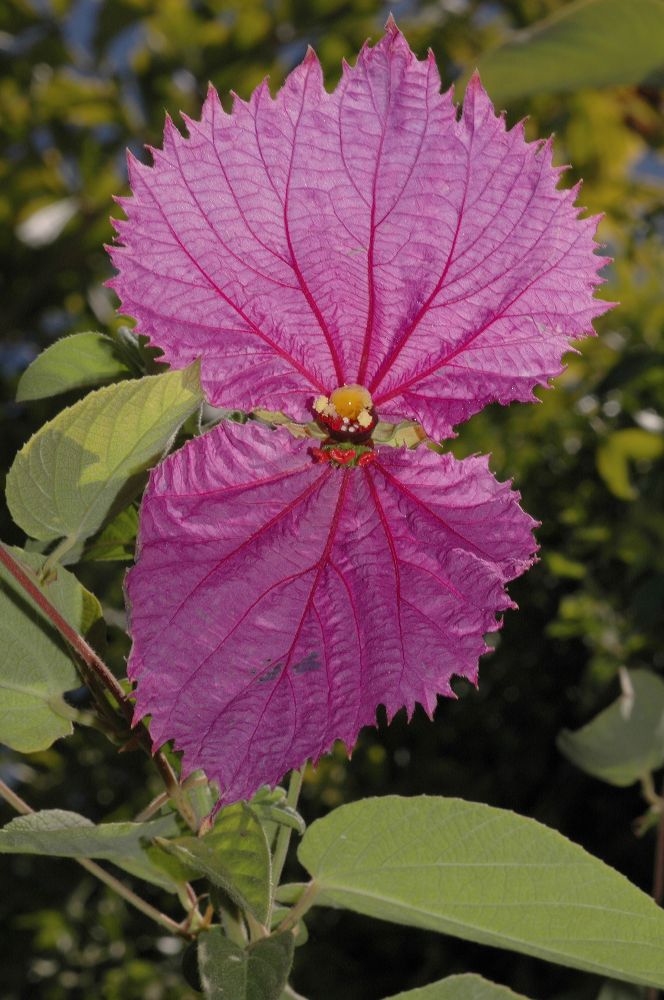 Euphorbiaceae Dalechampia 