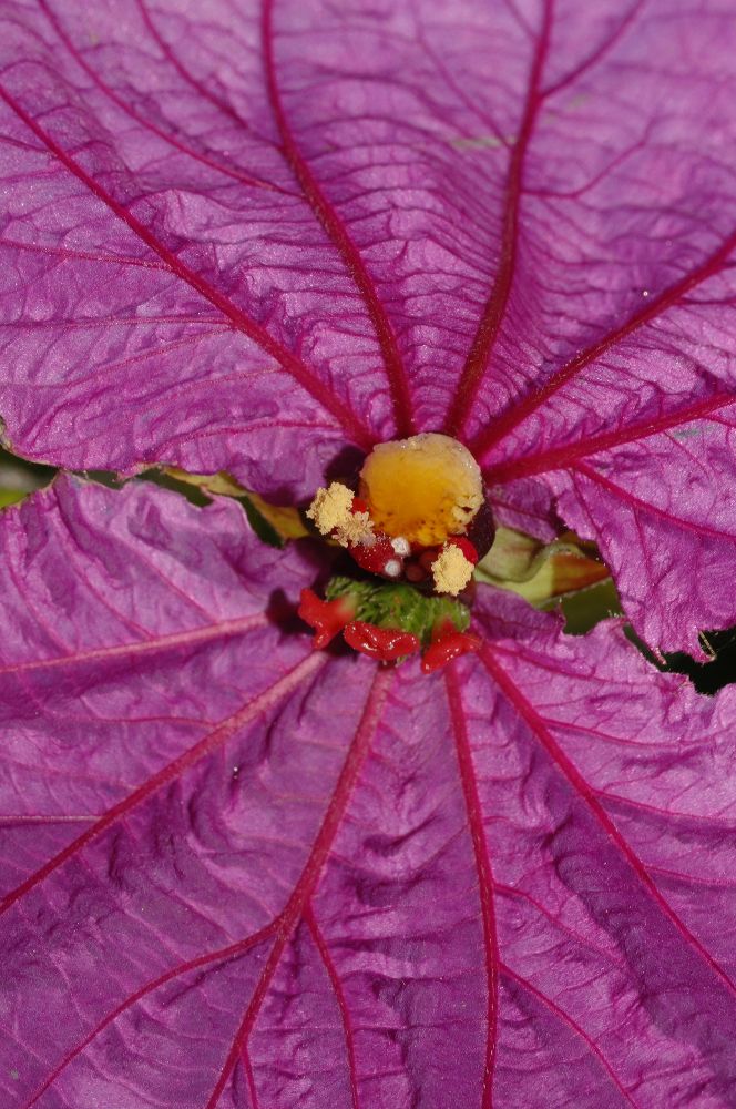 Euphorbiaceae Dalechampia 