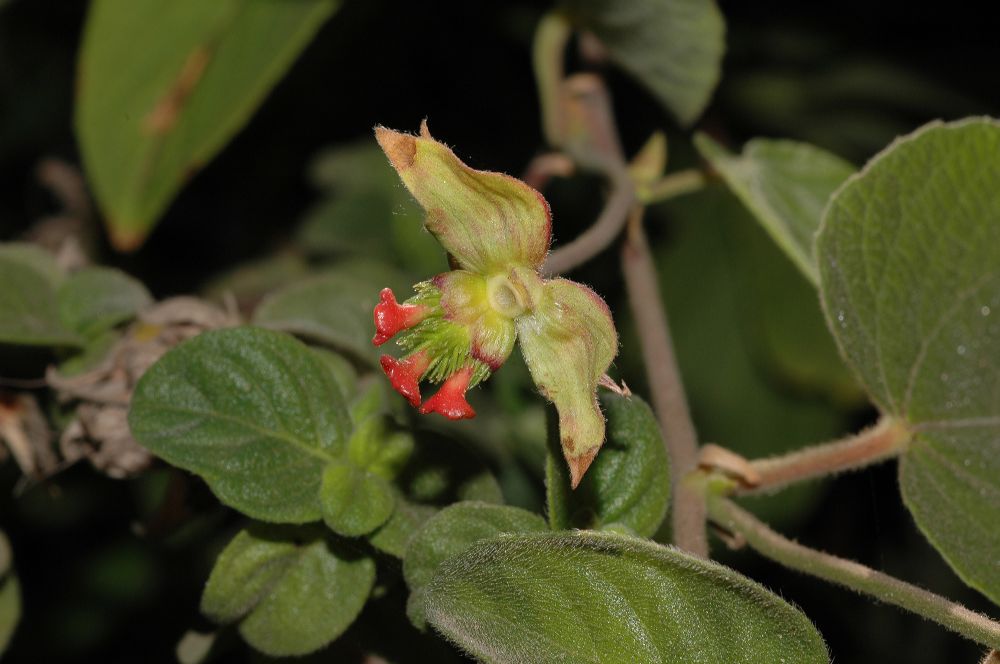 Euphorbiaceae Dalechampia 