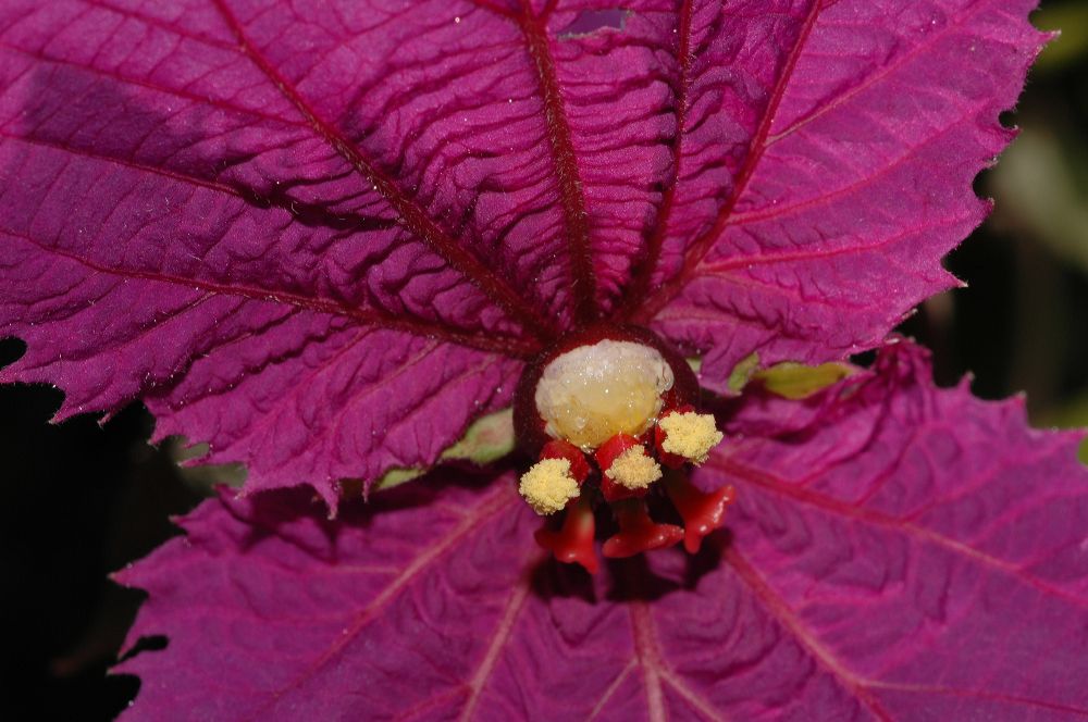 Euphorbiaceae Dalechampia 