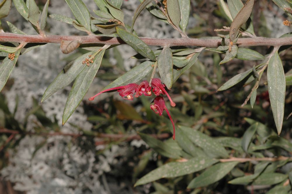 Proteaceae Grevillea 