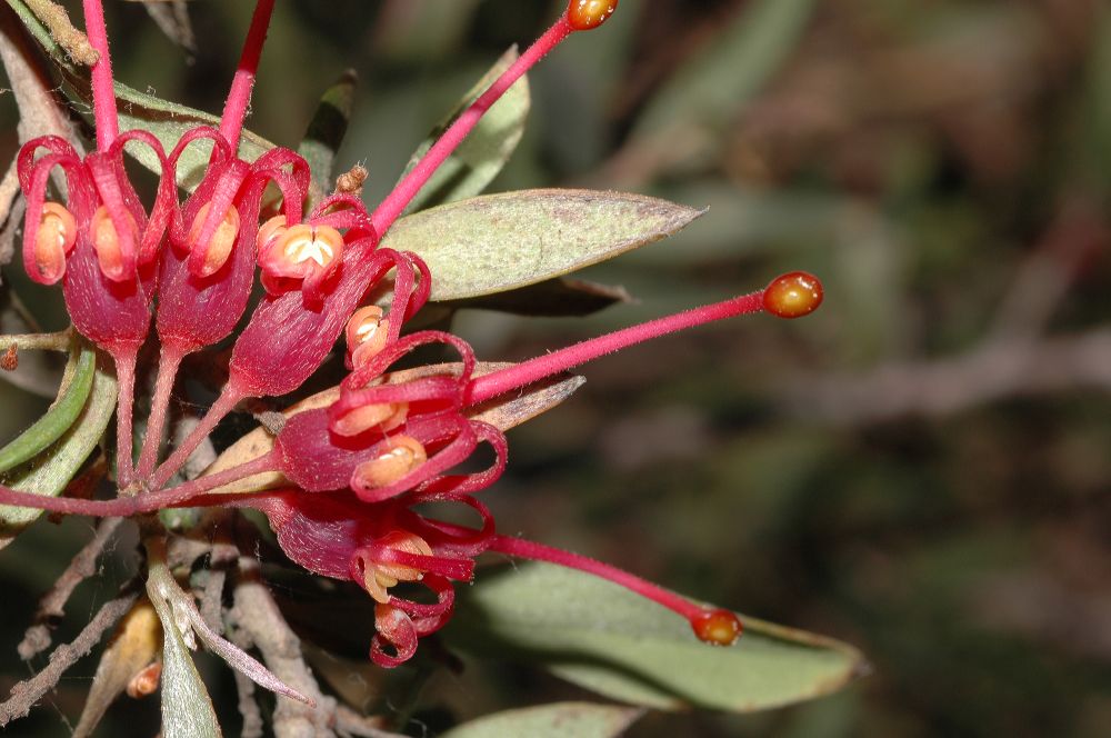 Proteaceae Grevillea 