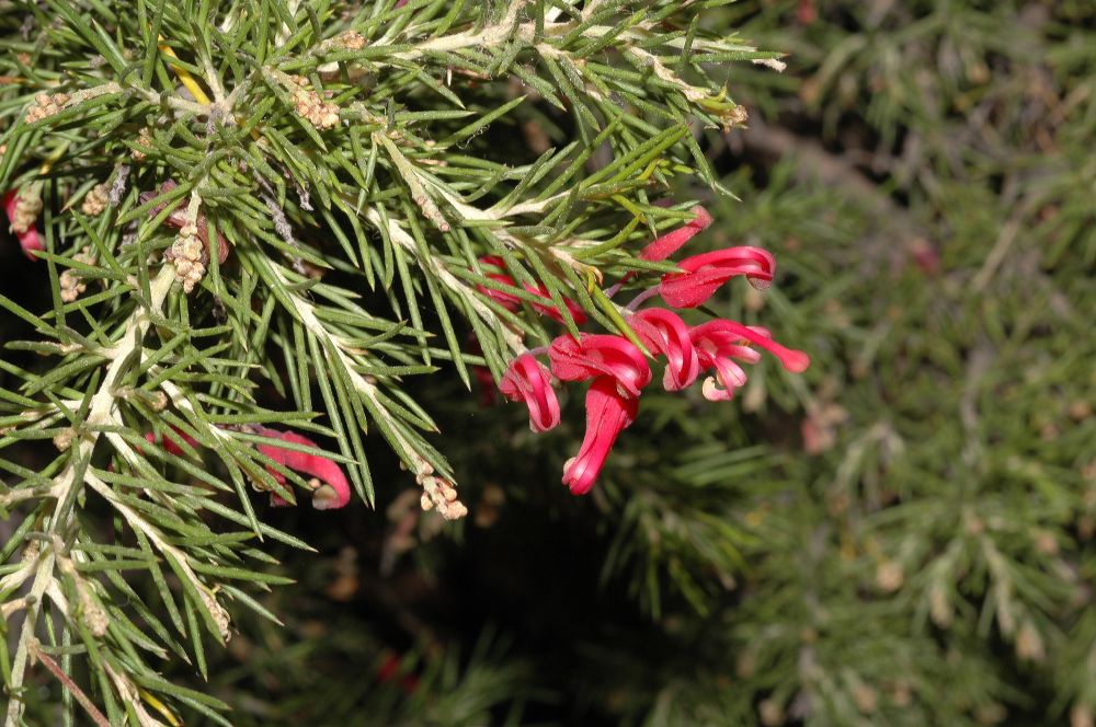 Proteaceae Grevillea 