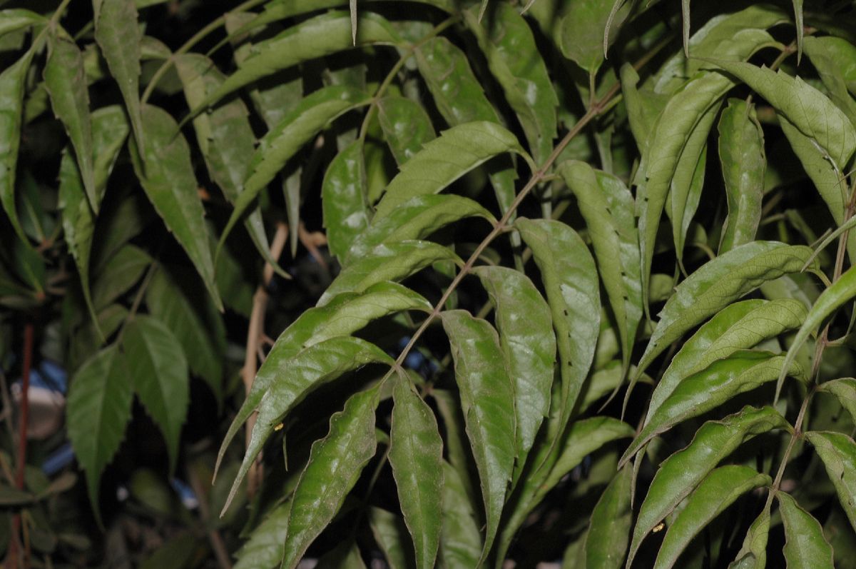 Bignoniaceae Podranea ricasoliana