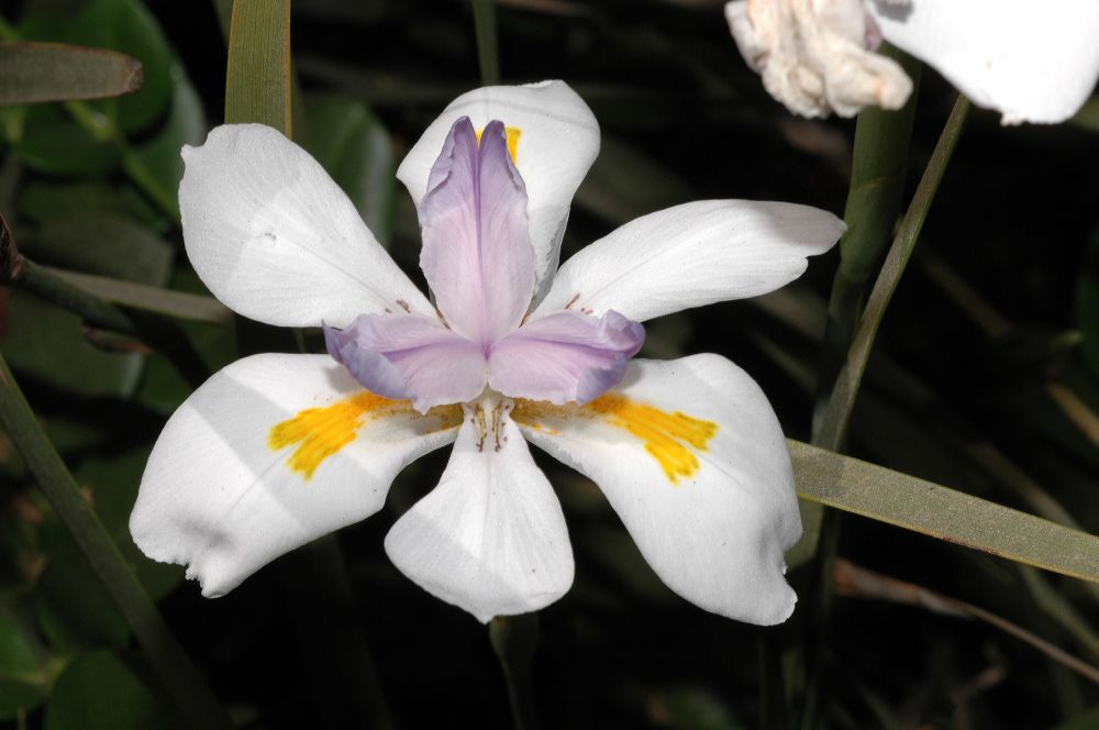 Iridaceae Dietes iridoides