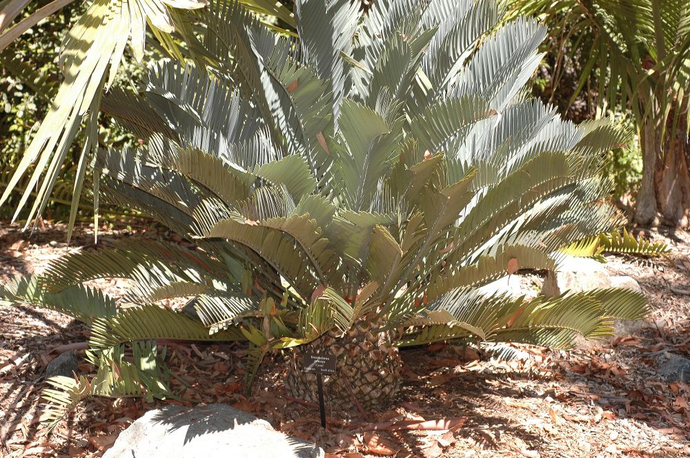 Zamiaceae Encephalartos princeps