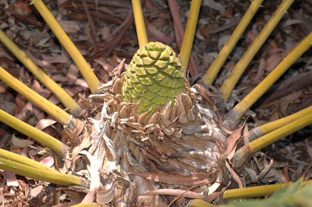 Zamiaceae Encephalartos pterogonus