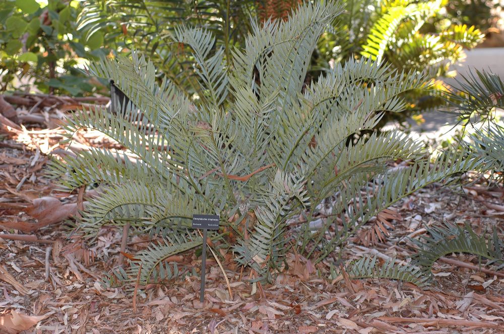 Zamiaceae Encephalartos trispinosus