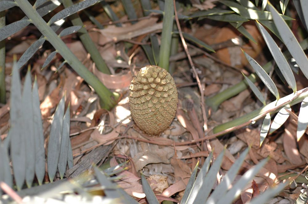 Zamiaceae Encephalartos trispinosus