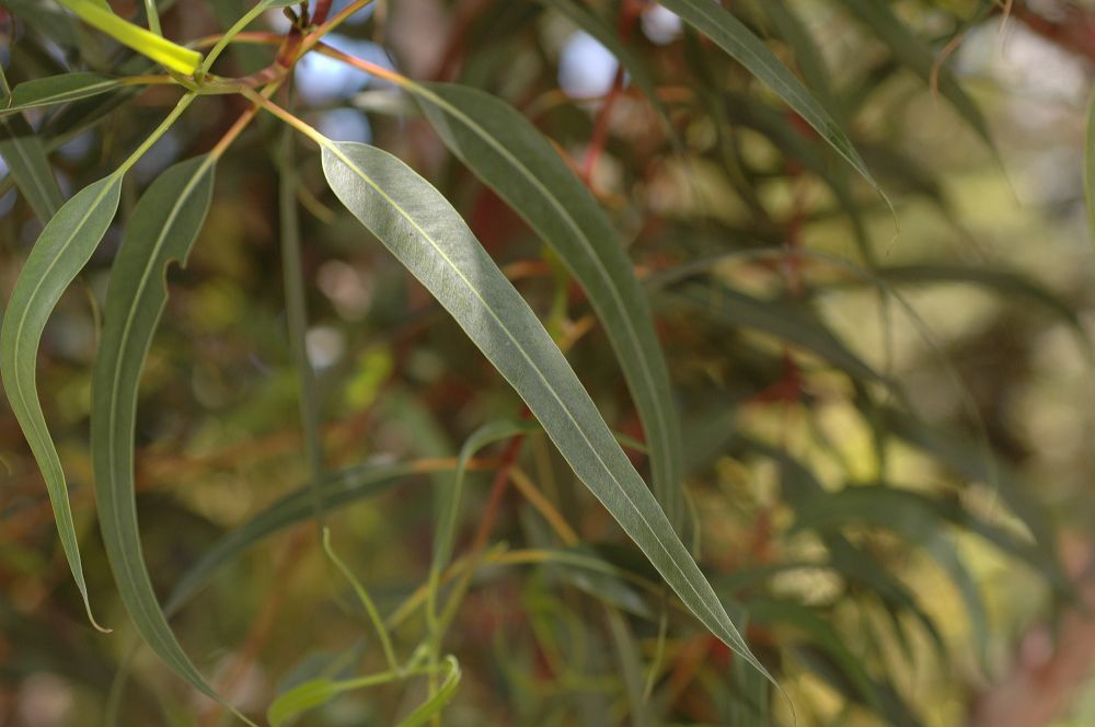 Myrtaceae Eucalyptus 