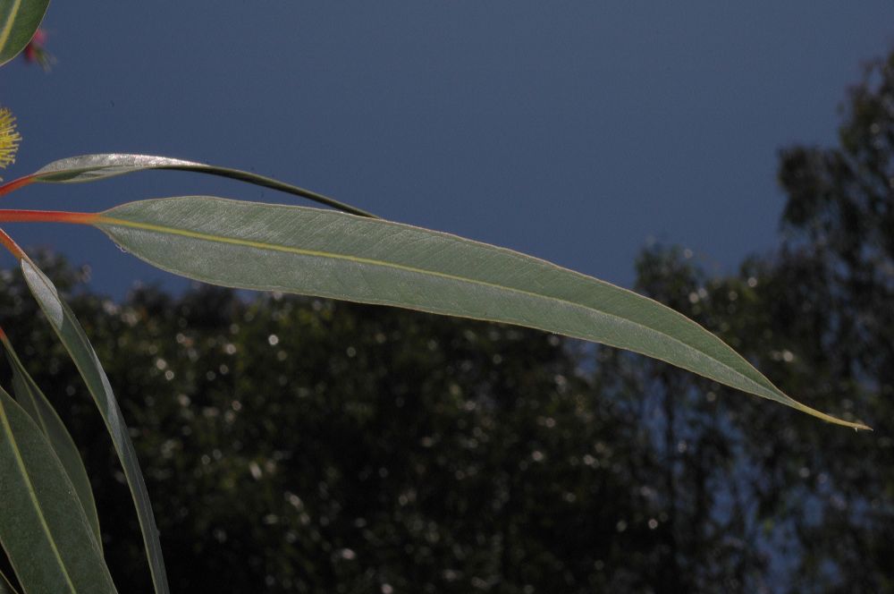 Myrtaceae Eucalyptus 