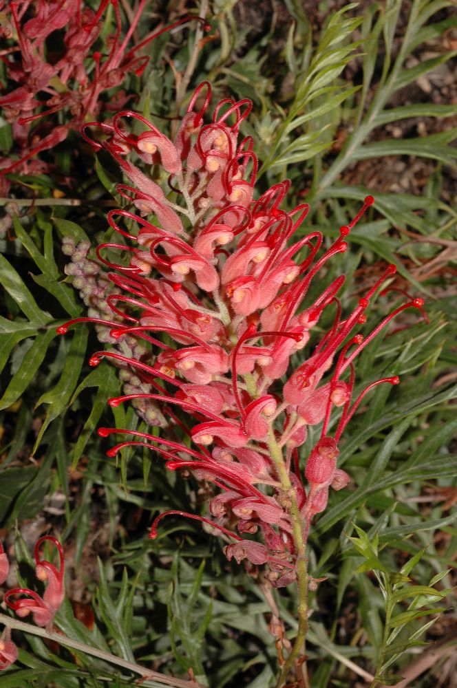 Proteaceae Grevillea 