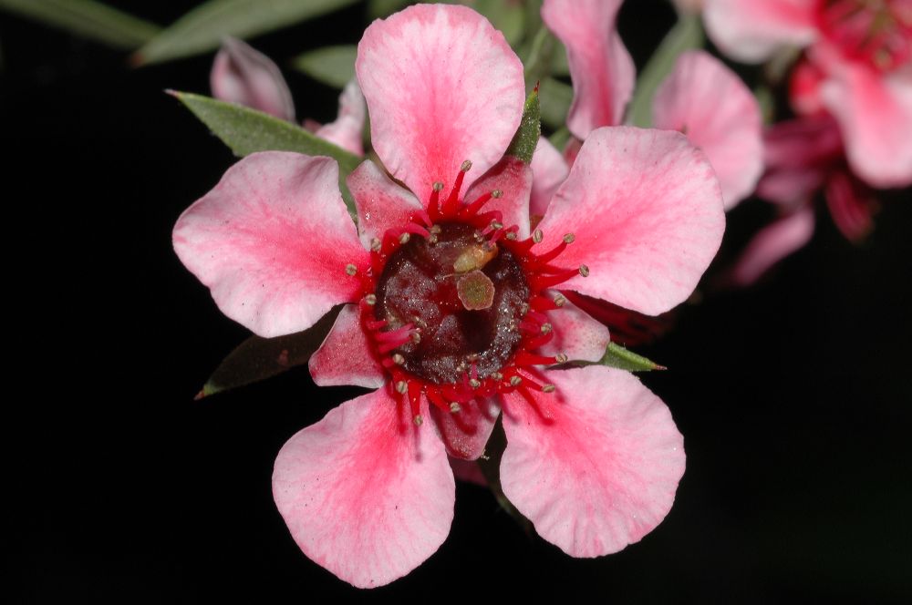 Myrtaceae Leptospermum 