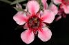 image of Leptospermum 