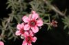 image of Leptospermum 