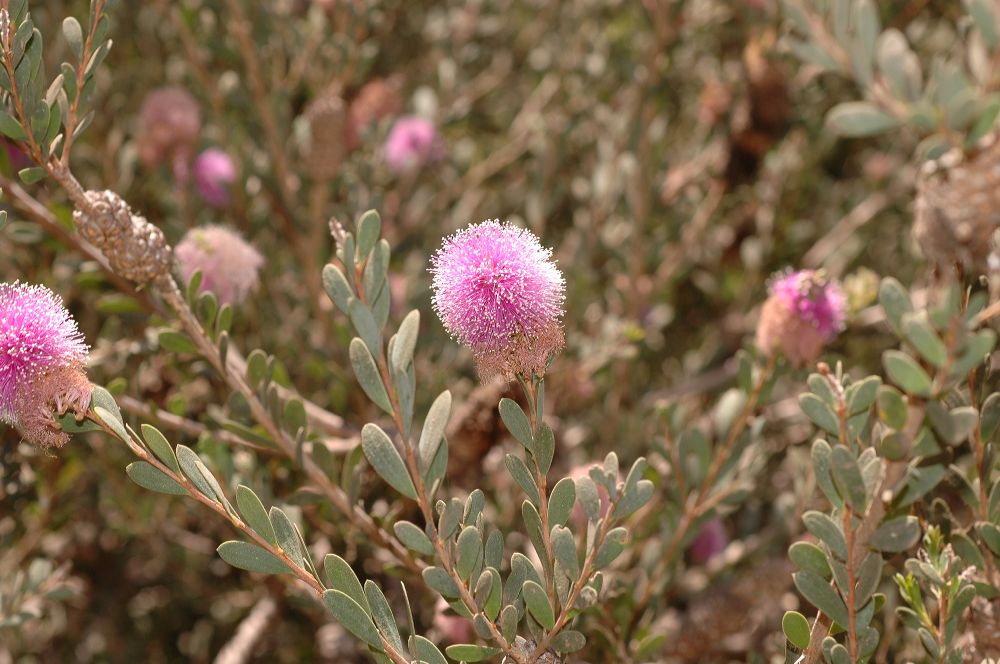 Myrtaceae Melaleuca nesophila