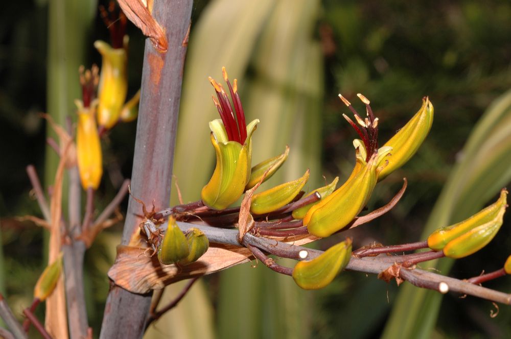 Asphodelaceae Phormium cookianum