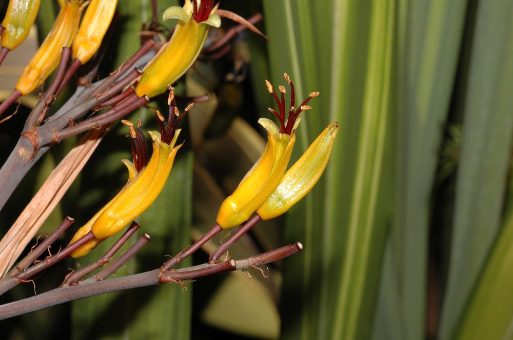 Asphodelaceae Phormium cookianum