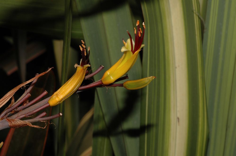 Asphodelaceae Phormium cookianum