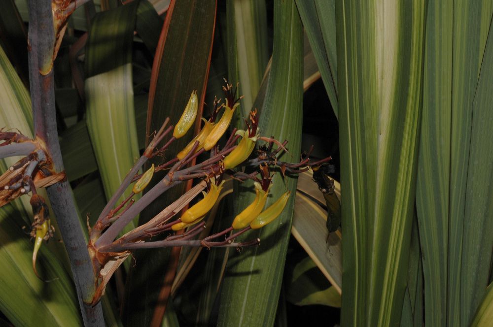 Asphodelaceae Phormium cookianum