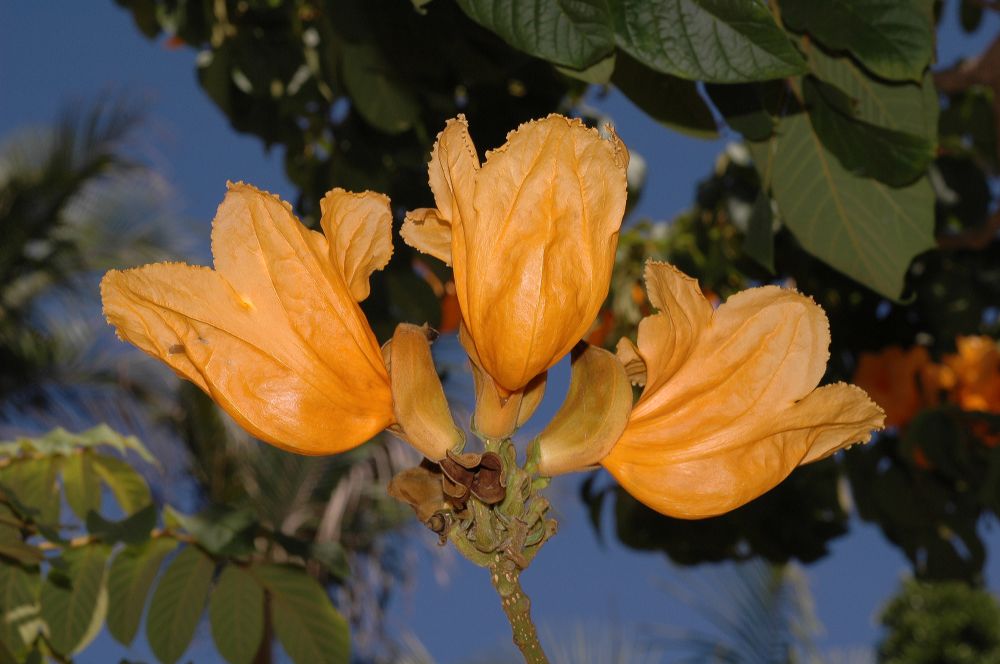 Bignoniaceae Spathodea campanulata