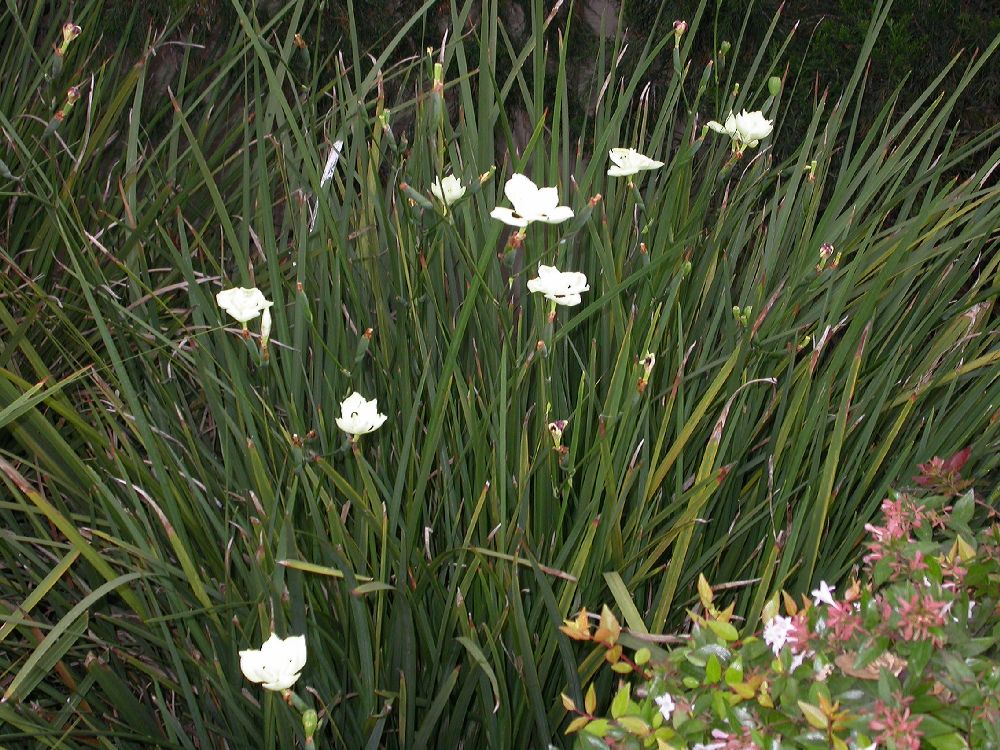 Iridaceae Dietes bicolor