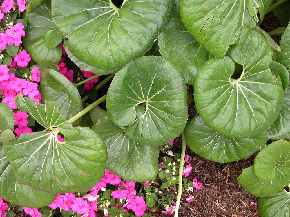 Asteraceae Farfugium japonicum