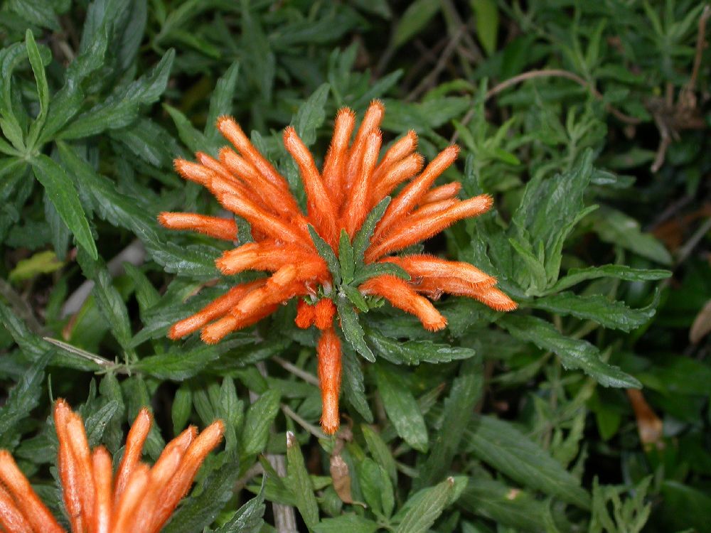 Lamiaceae Leonotis leonurus