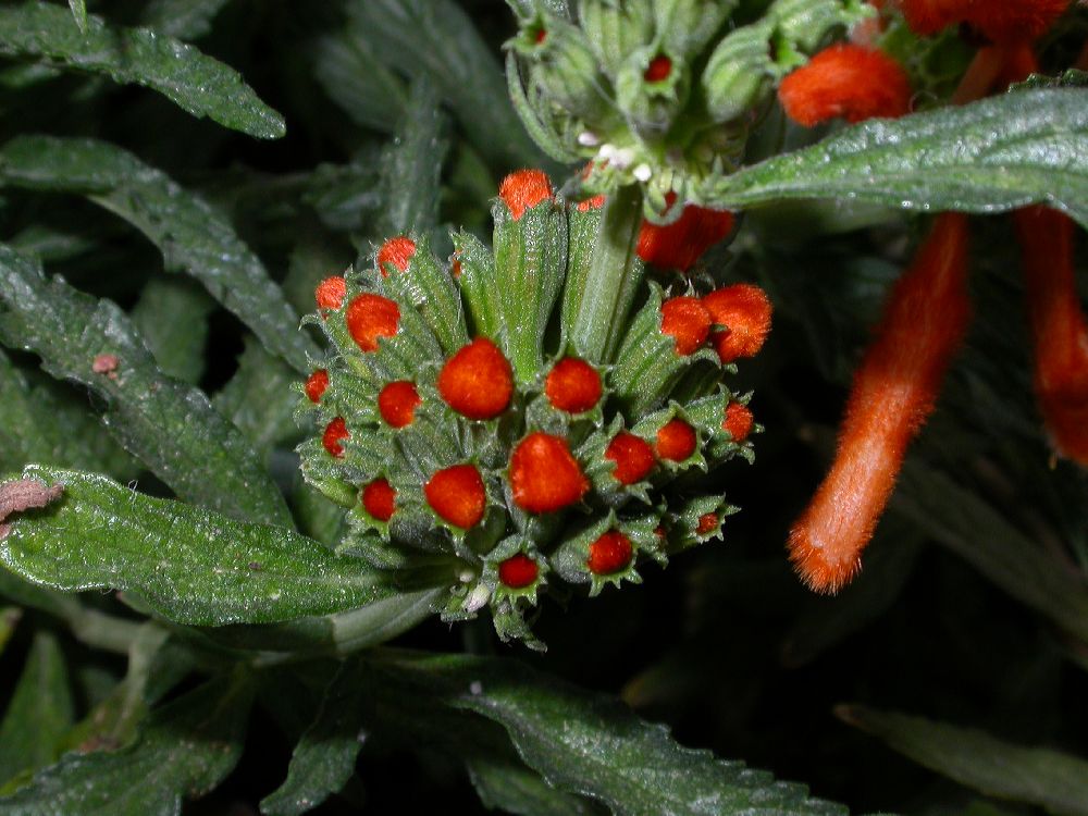 Lamiaceae Leonotis leonurus