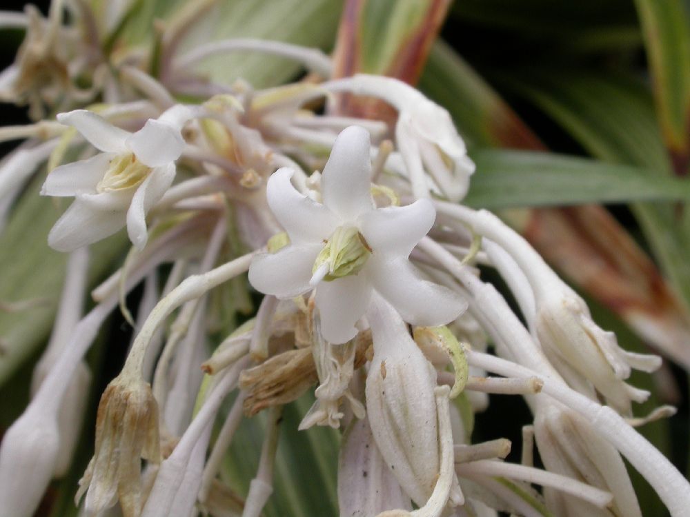 Asparagaceae Liriope muscari