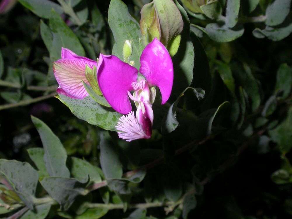 Polygalaceae Polygala dalmaisiana
