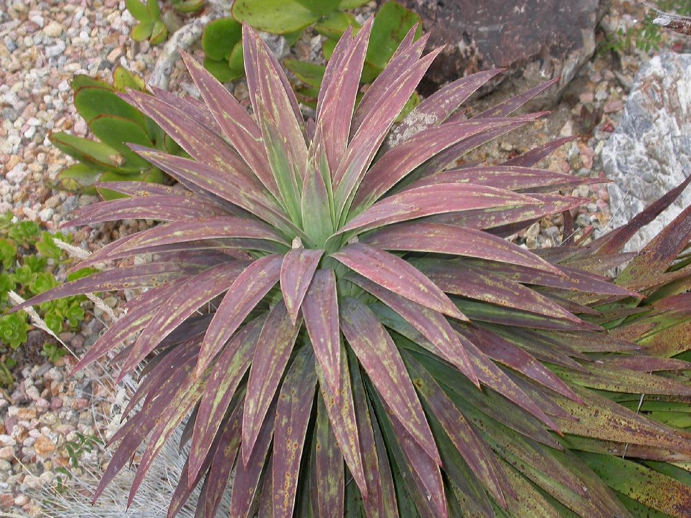 Asparagaceae Samuela carnerosana