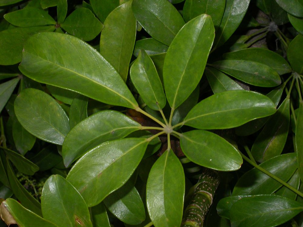 Araliaceae Schefflera 