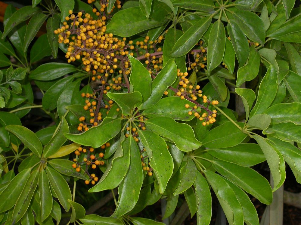 Araliaceae Schefflera 