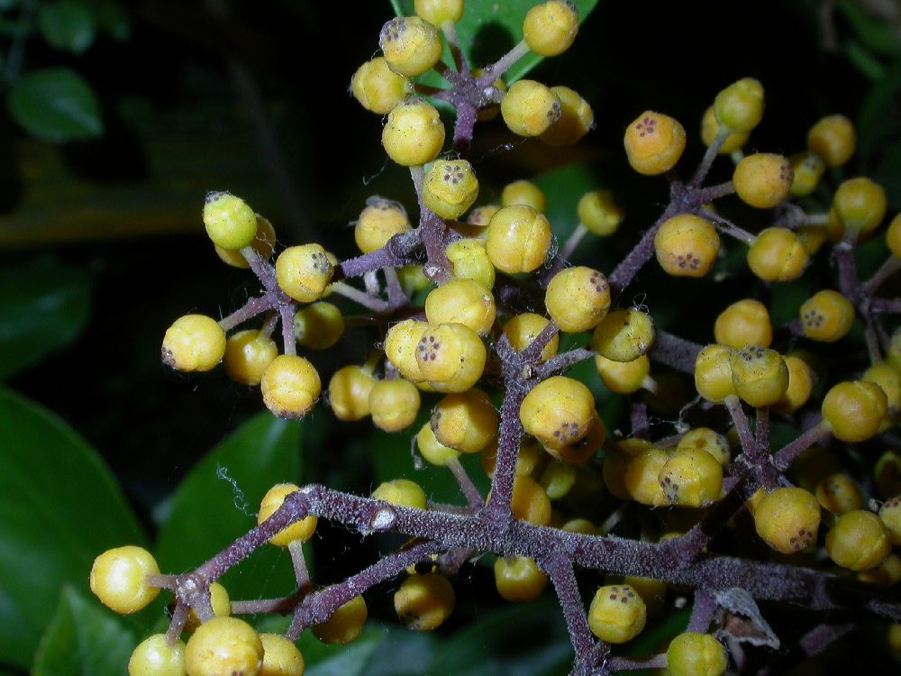 Araliaceae Schefflera 