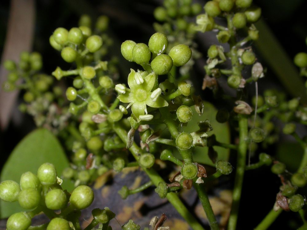 Araliaceae Schefflera 