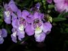 image of Angelonia gardneri