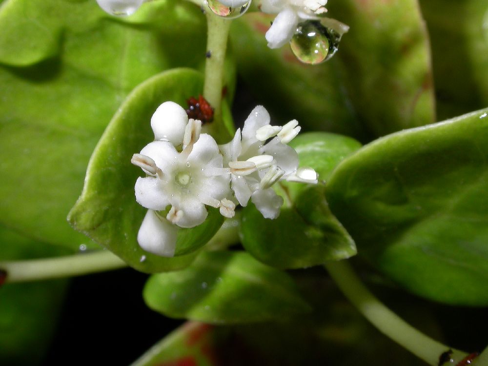 Adoxaceae Viburnum japonicum